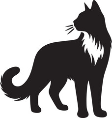 black cat isolated on white
