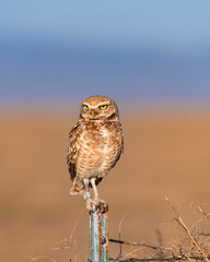 Small burrowing owl on a fence post