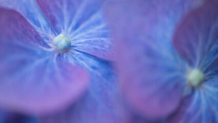 background of blue flower macro of hydrangea or hortensia flower and petals