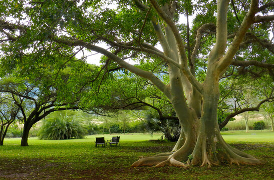 Giant fig tree in the grounds of Ghost Mountain Inn.