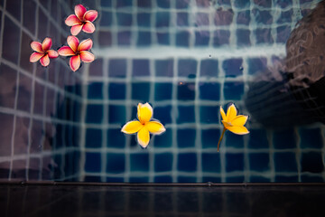 Frajipani flower in the pool water.