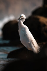 Egret bird standing on rocks, stork wildlife photo