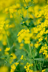 Detailed View of Blooming Mustard Tree