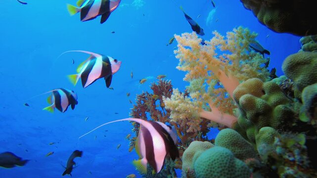 Reef Underwater Coral Garden. Tropical underwater sea fish. Colourful tropical coral reef. Scene reef. Marine life sea world. Underwater fish reef marine.