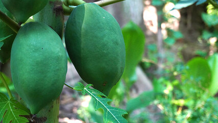 Close-Up of Green Papaya Fruits Growing on a Tropical Plant