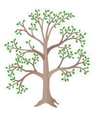 Obraz premium Large, summer tree with green leaves - vector full color illustration. Tall light tree is a plant. 