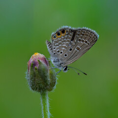 butterfly on leaf