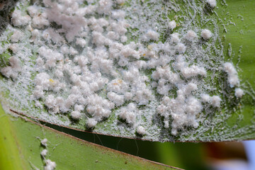 Infestation of whitefly on the underside of the leaf. Egg patterns, cocoon, secretions and adult...