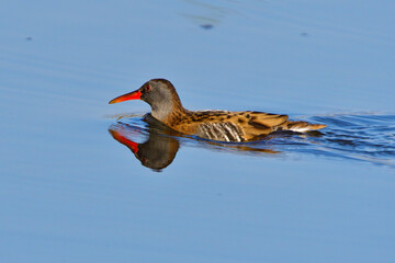 Wasserralle am Morgen im Herbst bei der Jagd