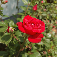 red roses in garden