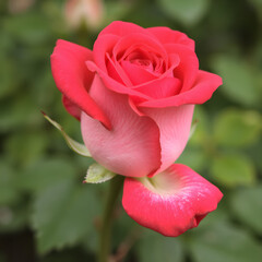 pink rose in garden