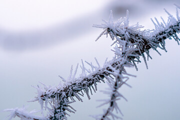 Winter scene background during blue hour with freezing temperature. A tree branch with frozen icycles. Closeup macro detail of frost on trees with bokeh background. Graphic resource copy space