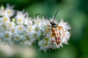 Banded longhorn beetle Typocerus velutinus top