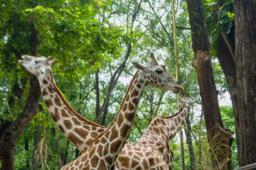 Herd of giraffes in the forest