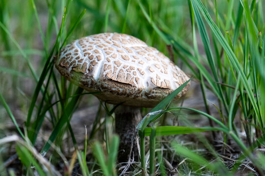 Birch Bolete (Leccinum scabrum)