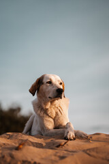 Stray dog laying on the sand