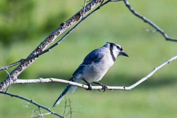 Blue Jay branch