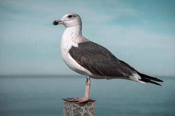 Seagull standing on a post