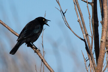 Brewer's blackbird eating