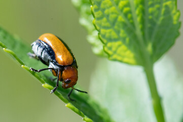 Clay-colored Leaf beetle Anomoea laticlavia