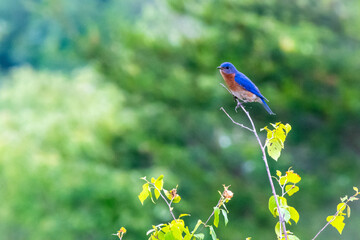Eastern Bluebird