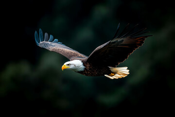Fototapeta premium Bald eagle soaring gracefully in a clear blue sky during the warm hours of midday over a serene landscape