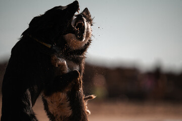Dogs play fighting on a beach