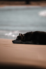 Cute dog on a beach