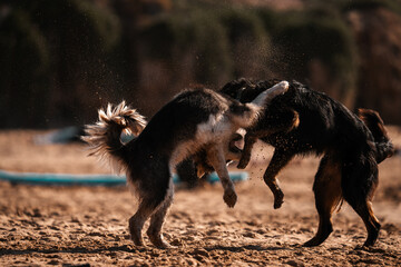 Dogs play fighting on a beach