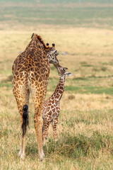 Female Giraffe Feeding Newborn Baby