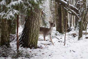 European fallow deer in the forest in winter in nature