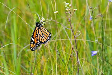 Monarch in the meadow