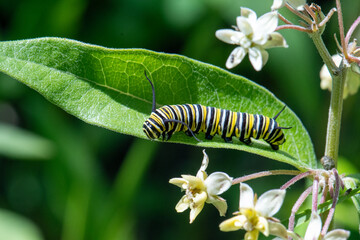 Monarch caterpillar on milkweed leaf