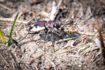 Northern Dune Tiger beetle side view