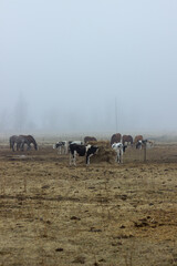 Obraz premium Cows in a yellow field in the fog. Boguchar village
