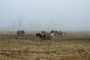 Cows in a yellow field in the fog. Boguchar village