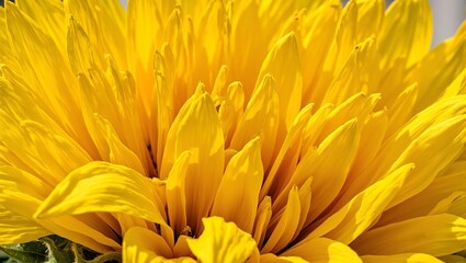 Fototapeta premium Close up of a vibrant sunflower with soft curved petals highlighted by sunlight showcasing intricate veins
