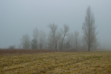 Trees in a field in fog. Boguchar village