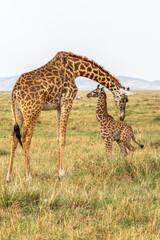 Female Giraffe Cleaning Newborn