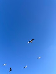Seagulls gracefully fly against a vivid blue sky, creating a serene and minimalistic scene that embodies freedom and tranquility