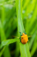 bug on leaf