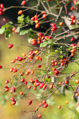 Rosehip red berries on a branch. Plant bush fruits. Nuture herb bunch