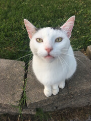 CUTE WHITE CAT PLAYFUL