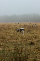 Cows in a yellow field in the fog. Boguchar village