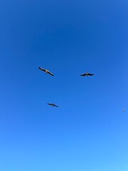 Three seagulls gracefully glide against a vivid blue sky, showcasing the serene beauty of nature and the freedom of flight