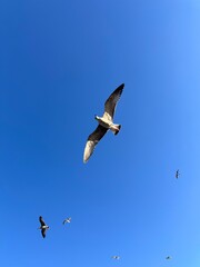 Seagulls soaring gracefully against a clear, vibrant blue sky, showcasing their wings spread wide in effortless flight