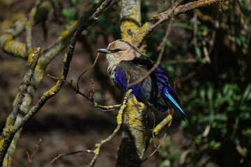 Beautiful paradise Bird