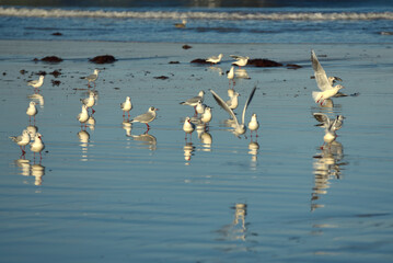 Saint-Malo en Janvier, plage du Sillon et reflets, mouettes