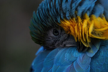 Coloful ara warming itself in its feathers © Aleksander