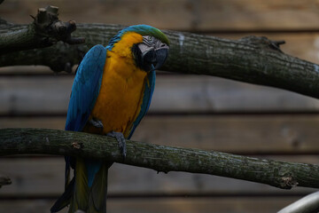 Beautiful Parrot